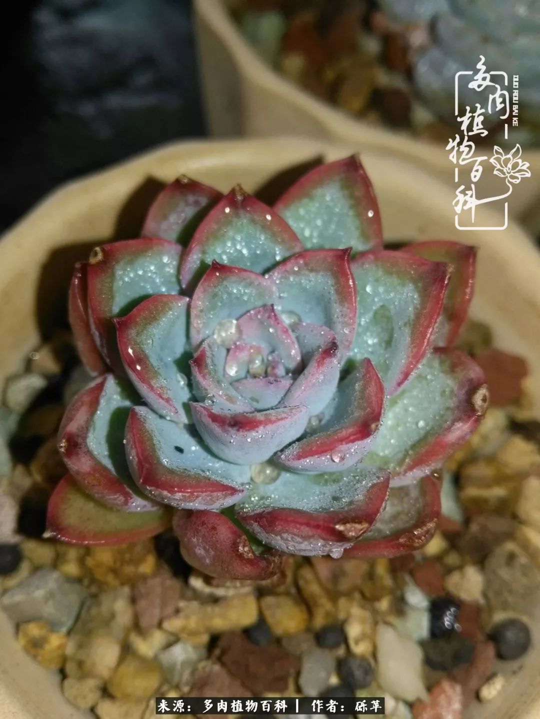 养多肉一个人就可以玩到天荒地老,养多肉的幸福其实很简单