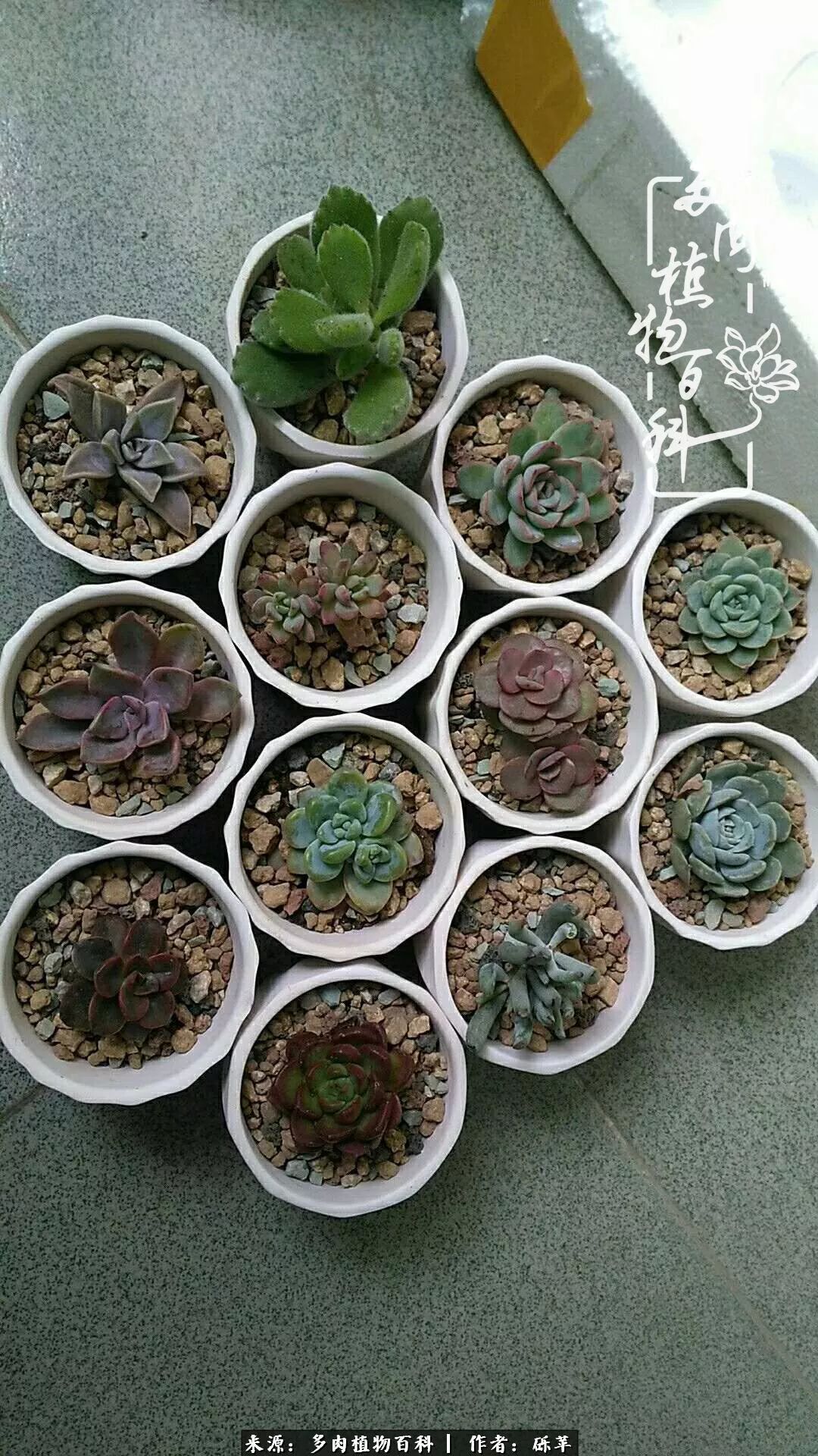 养多肉一个人就可以玩到天荒地老,养多肉的幸福其实很简单