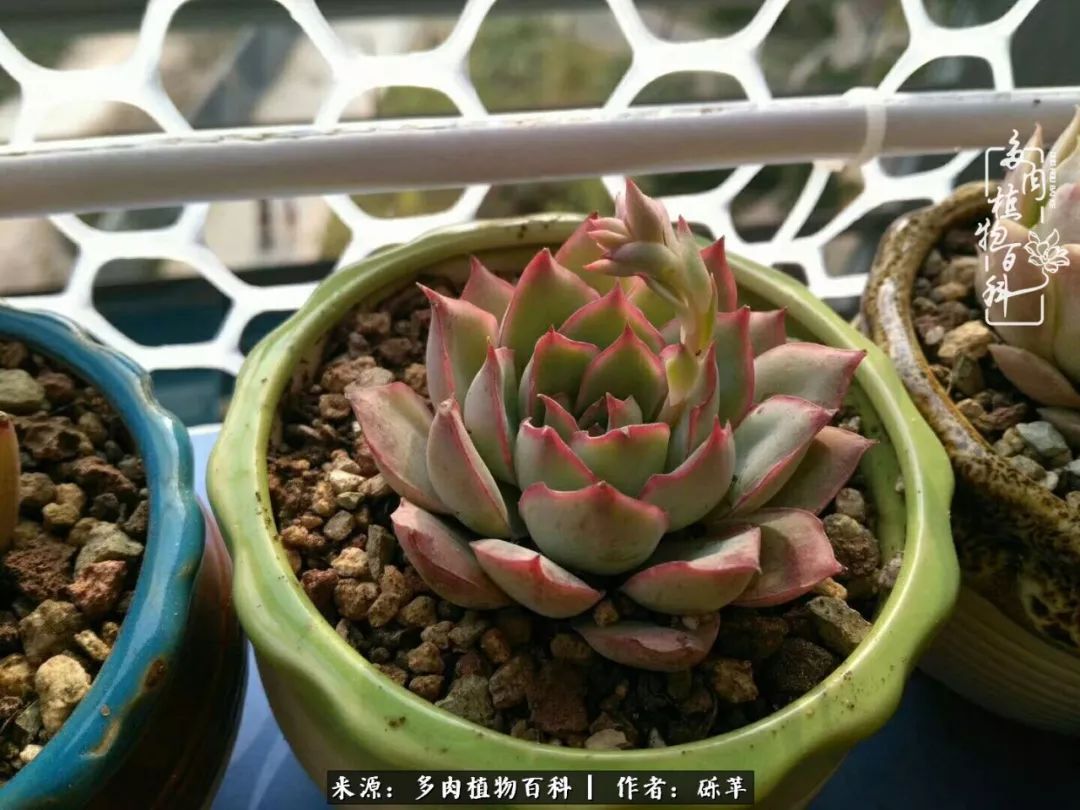 养多肉一个人就可以玩到天荒地老,养多肉的幸福其实很简单
