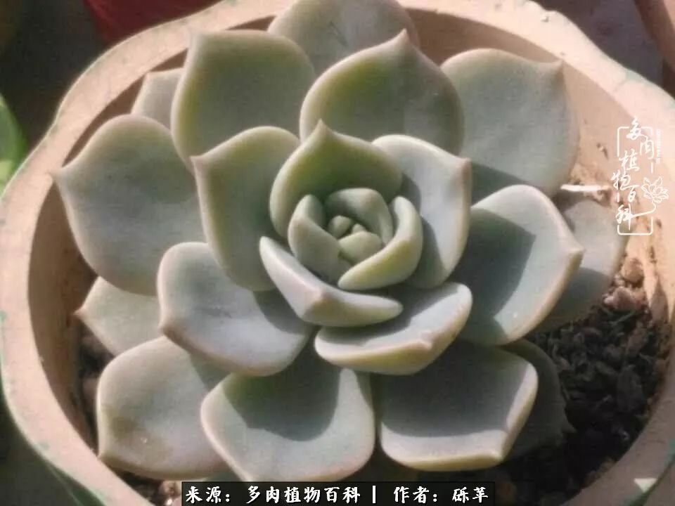 养多肉一个人就可以玩到天荒地老,养多肉的幸福其实很简单