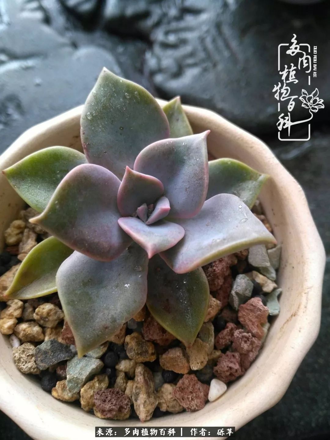 养多肉一个人就可以玩到天荒地老,养多肉的幸福其实很简单