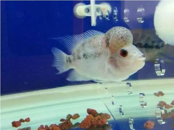 罗汉鱼是聪明的吗,罗汉鱼说话