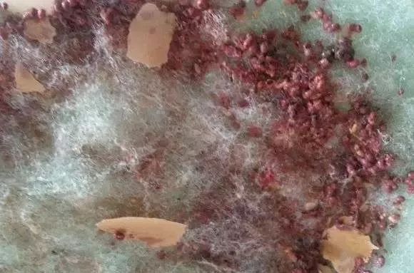 whatsapp时钟不正确怎么调,whatsapp显示版本过低