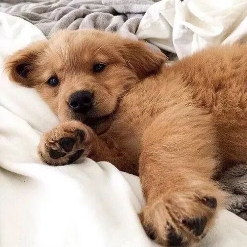 科普狗狗有几个脚趾头你知道吗,你了解狗狗的条件反射吗