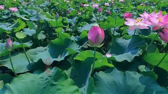 粉嫩暴击！建德这个地方会飘“仙气”，看一眼就醉！