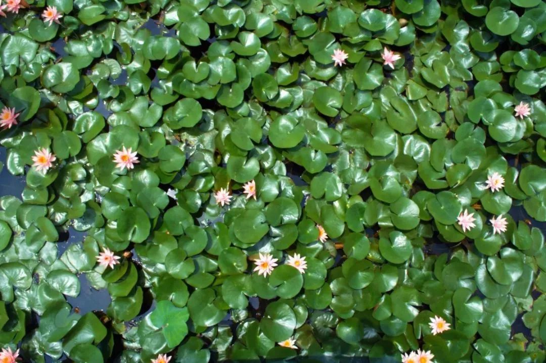 粉嫩暴击！建德这个地方会飘“仙气”，看一眼就醉！