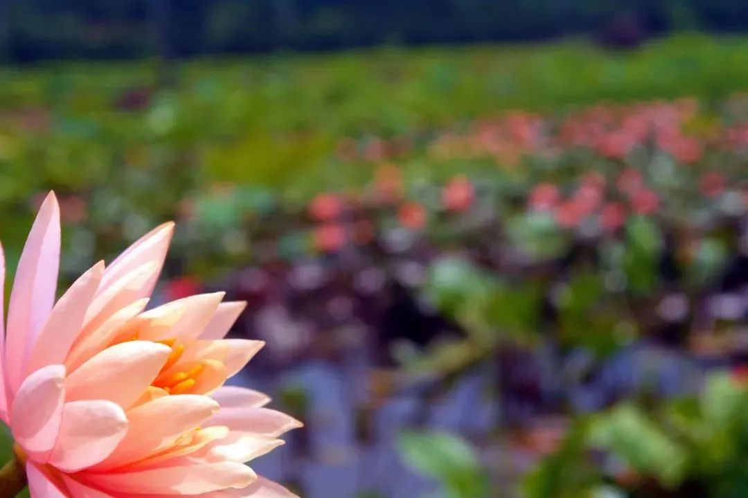 粉嫩暴击！建德这个地方会飘“仙气”，看一眼就醉！