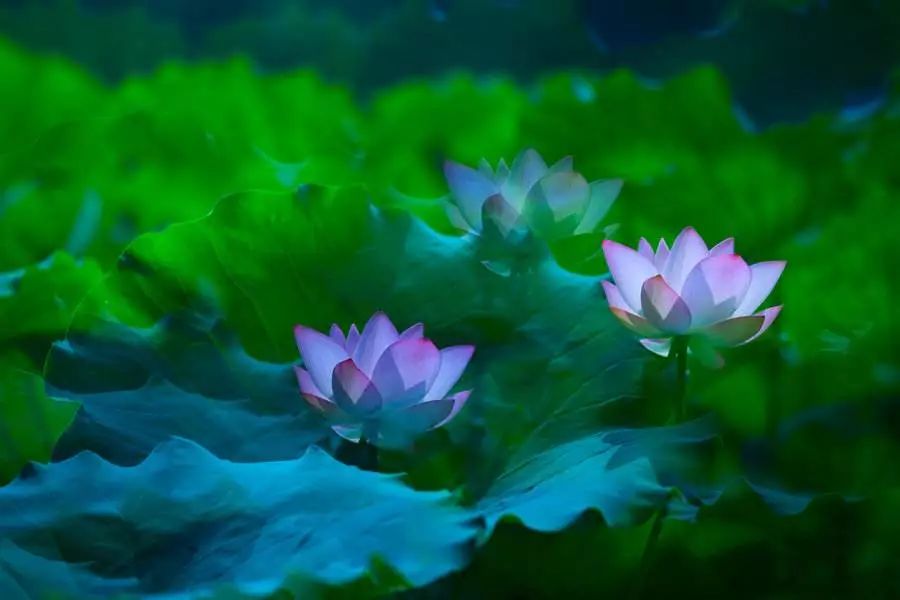 粉嫩暴击！建德这个地方会飘“仙气”，看一眼就醉！