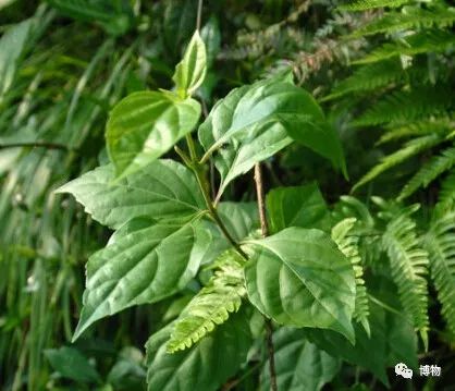 杨白劳喝盐卤自杀，怎么能给他救回来？