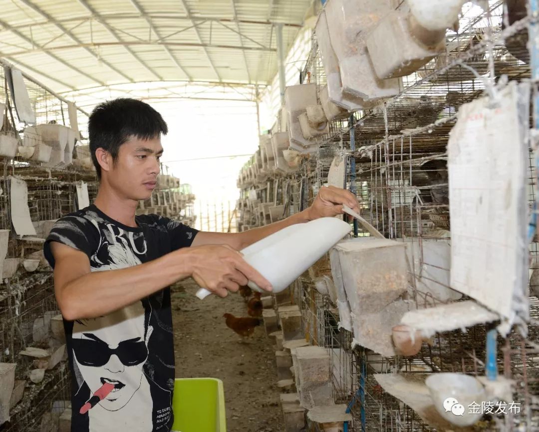 飞入贫困之家的“致富鸽”