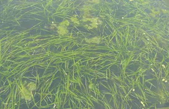 河蟹养殖水质问题怎么解决,河蟹养殖8月份有青苔怎么办