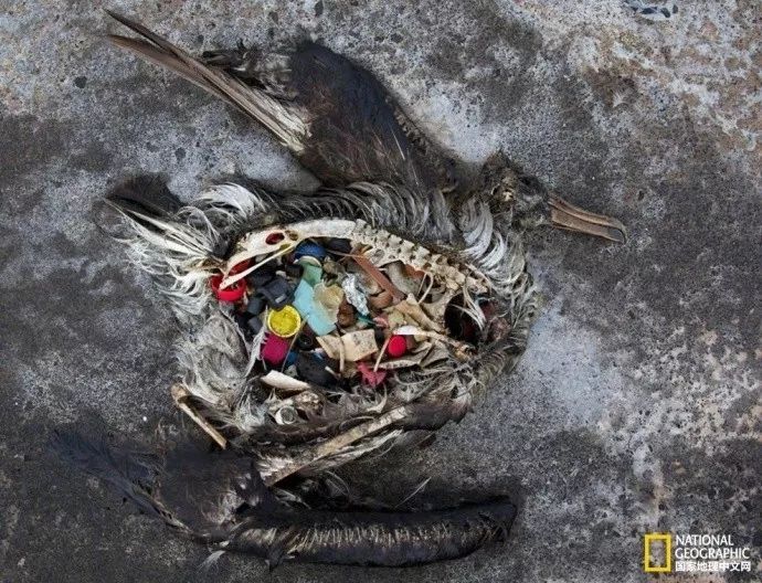 最脏的冰棍,世界上最肮脏的冰棍