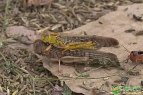 蝗虫养殖难度大吗,蝗虫人工养殖