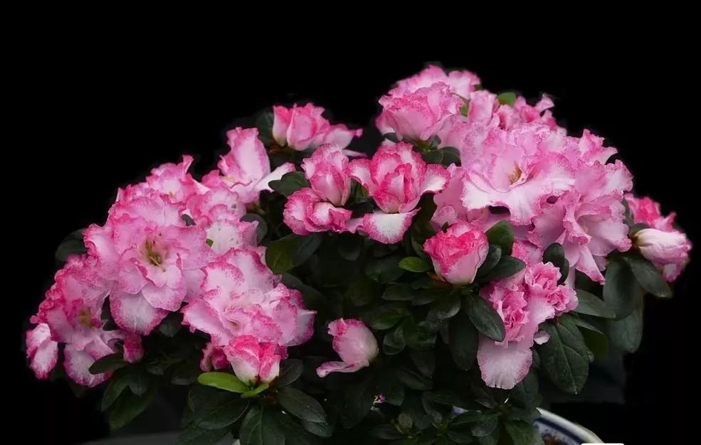 吸甲醛最好的植物排行榜,吸甲醛最好的植物排名