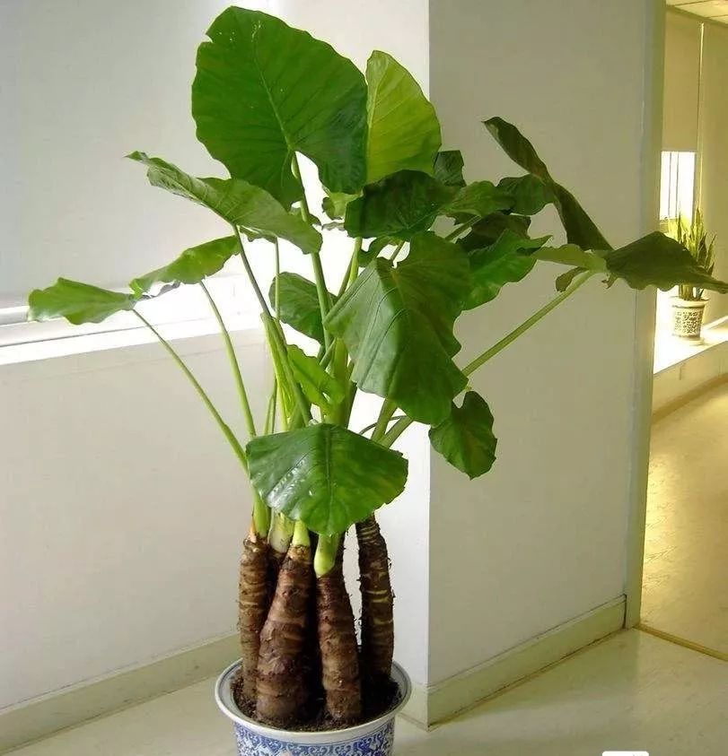 吸甲醛最好的植物排行榜,吸甲醛最好的植物排名