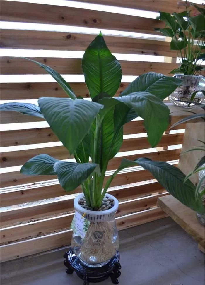 吸甲醛最好的植物排行榜,吸甲醛最好的植物排名