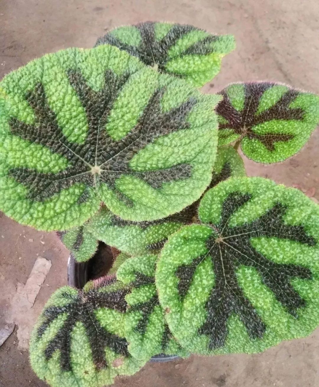 吸甲醛最好的植物排行榜,吸甲醛最好的植物排名