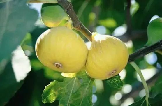 被低估的地方特产,那些被低估了的特产