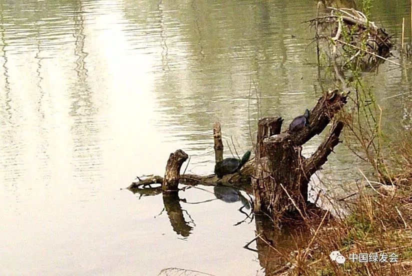 志愿者保护环境文稿题目,志愿者护河活动新闻稿