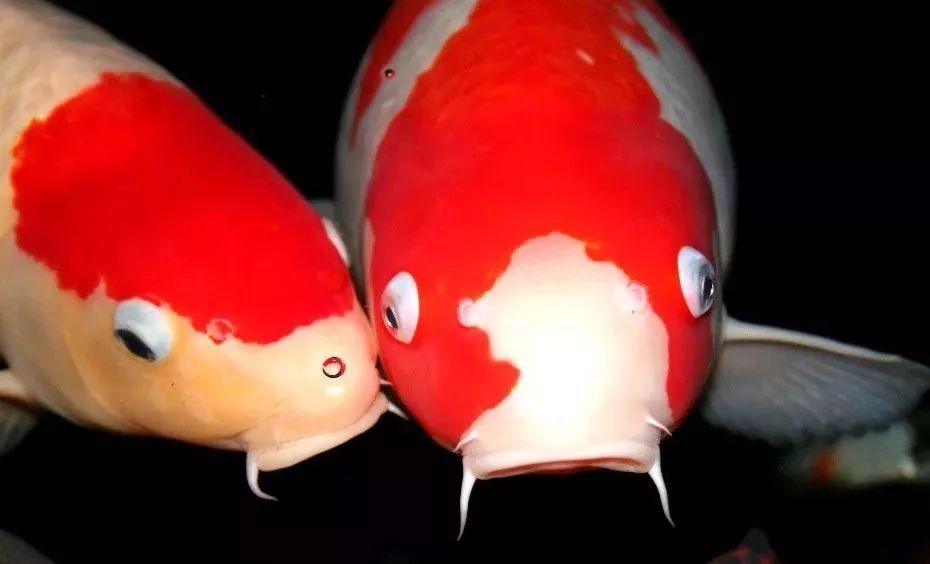 锦鲤受了伤,锦鲤受伤了怎么办