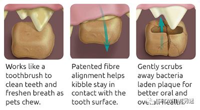 养在宠物嘴巴里的“武装分子”，了解一下。「919宠物爱牙科普」