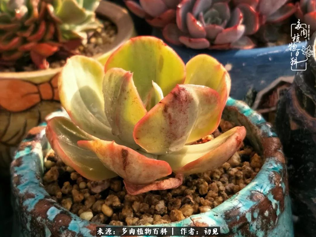 紧张焦虑高考,高考紧张时刻有你陪伴