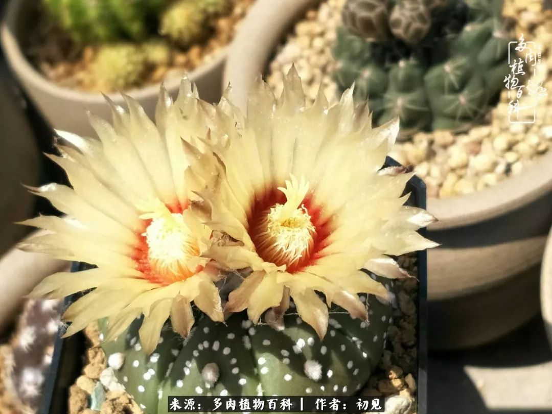 紧张焦虑高考,高考紧张时刻有你陪伴