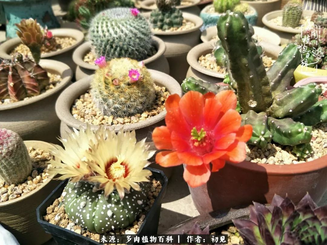 紧张焦虑高考,高考紧张时刻有你陪伴