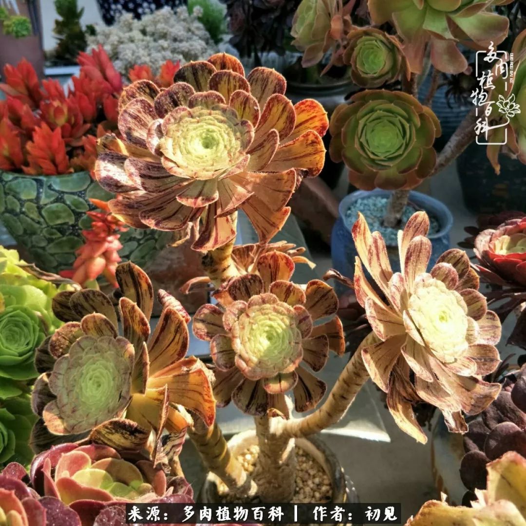 紧张焦虑高考,高考紧张时刻有你陪伴