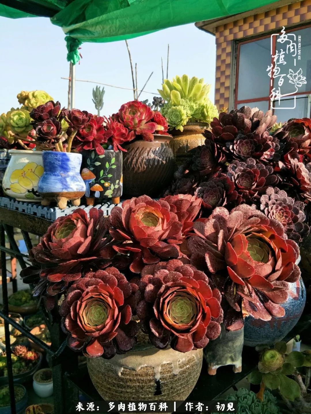 紧张焦虑高考,高考紧张时刻有你陪伴