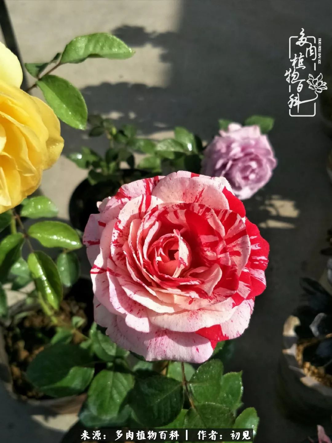 紧张焦虑高考,高考紧张时刻有你陪伴