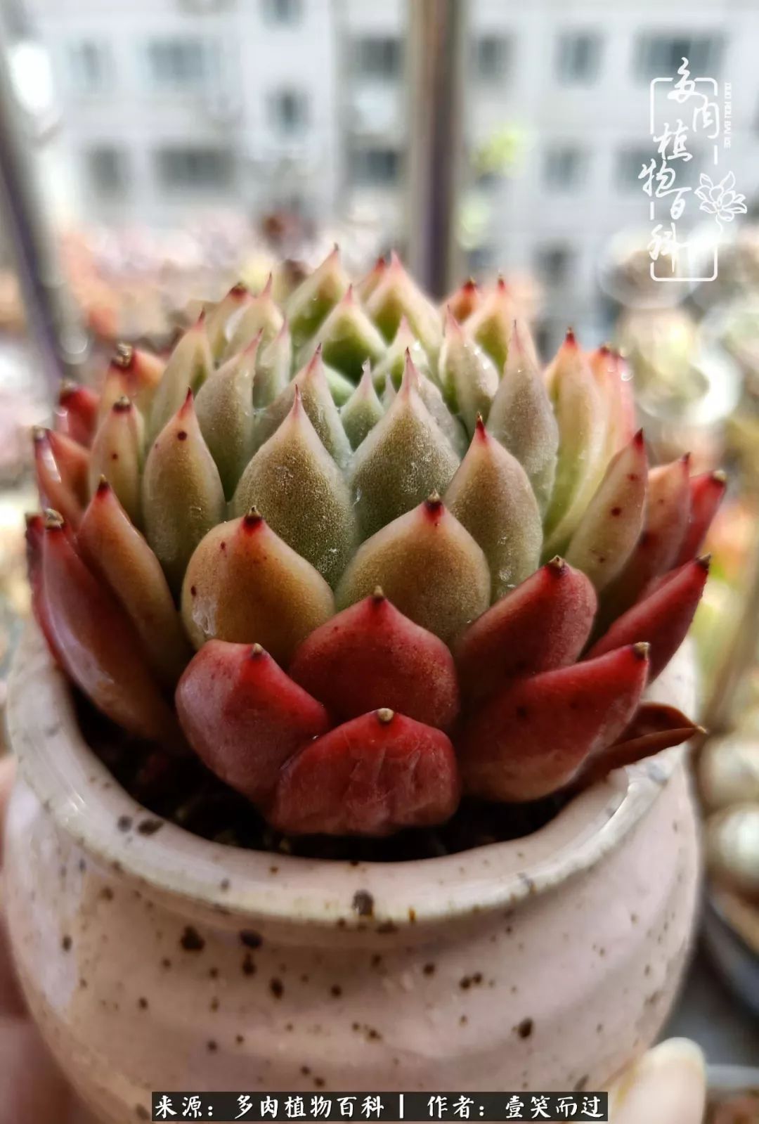 跌入神坛的多肉,跌入凡间的精灵舞蹈完整版