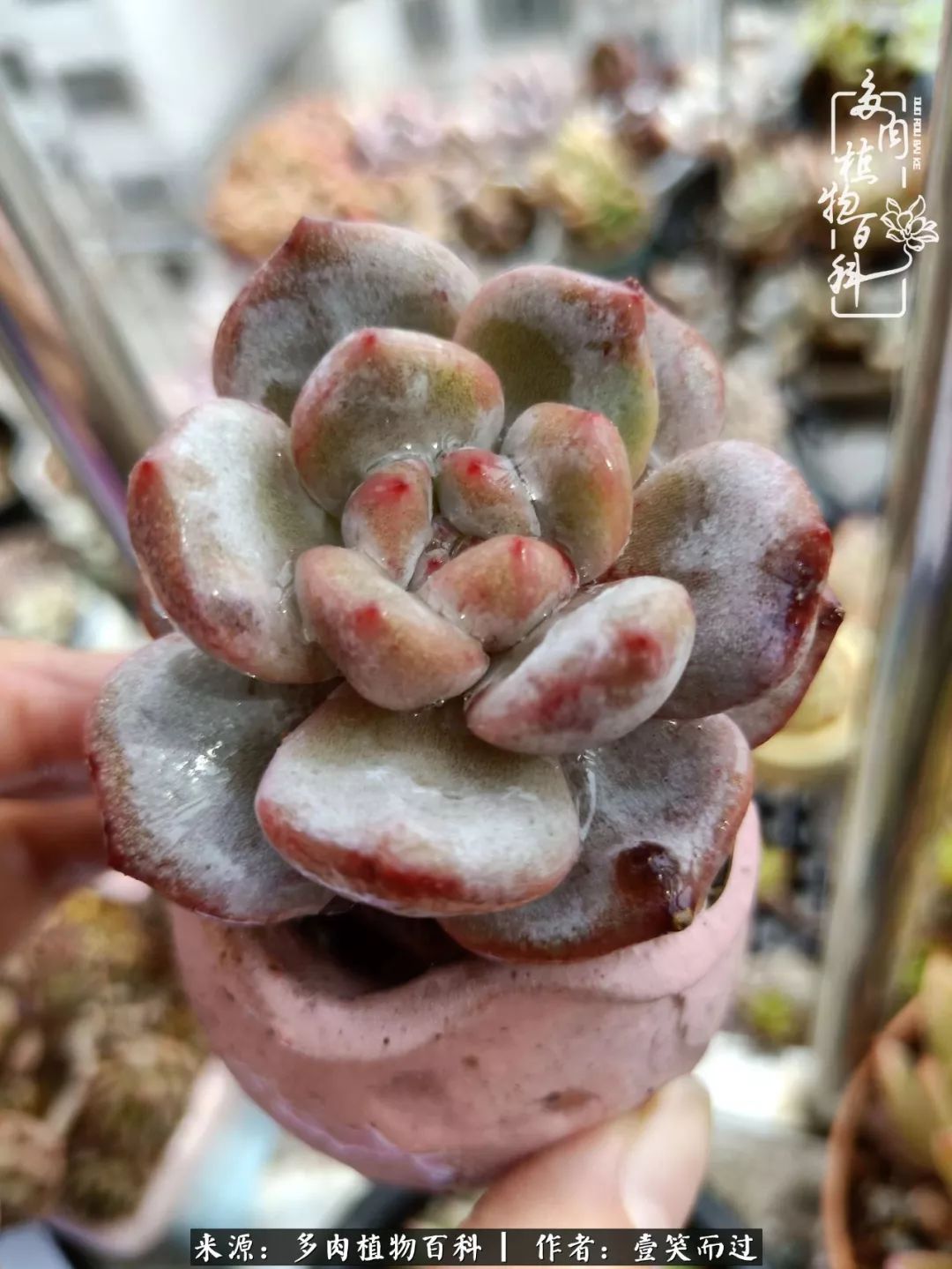 跌入神坛的多肉,跌入凡间的精灵舞蹈完整版