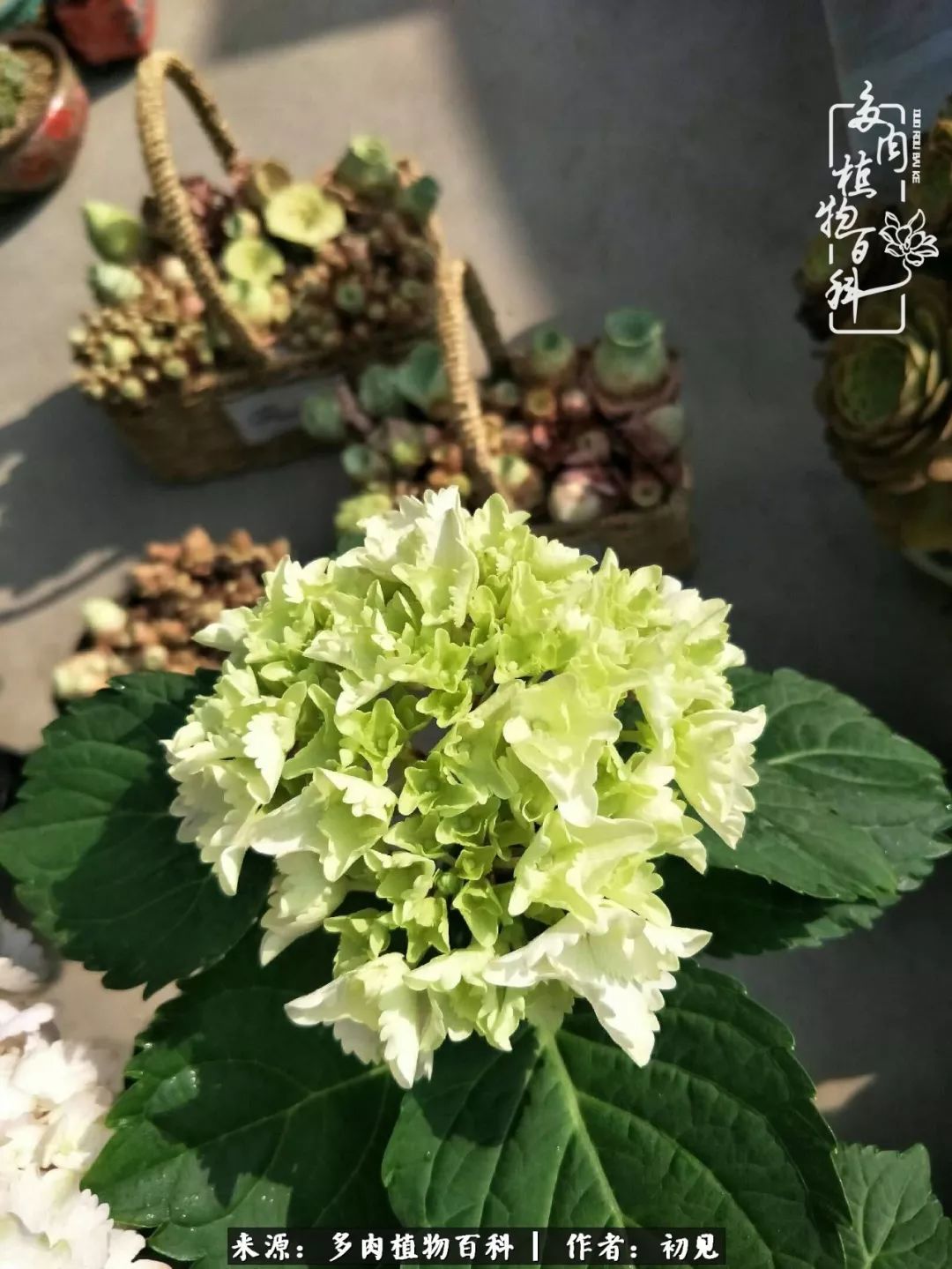 紧张焦虑高考,高考紧张时刻有你陪伴