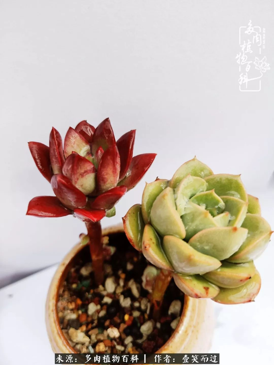 跌入神坛的多肉,跌入凡间的精灵舞蹈完整版