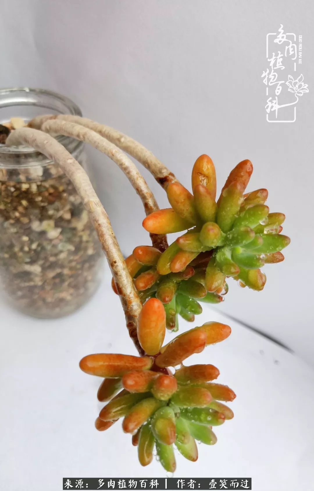 跌入神坛的多肉,跌入凡间的精灵舞蹈完整版