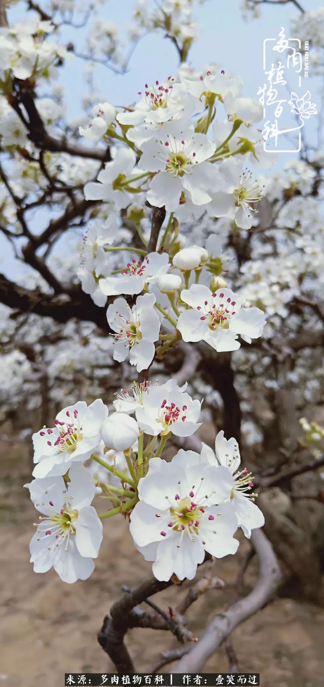 跌入神坛的多肉,跌入凡间的精灵舞蹈完整版
