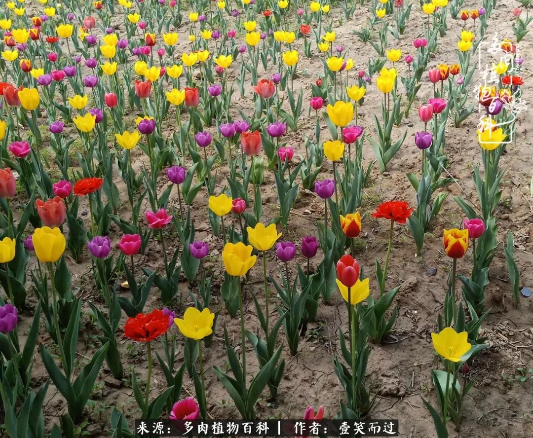 跌入神坛的多肉,跌入凡间的精灵舞蹈完整版