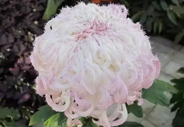 世界最美菊花图整整80种太珍贵了,世界上最美的菊花叫什么名字