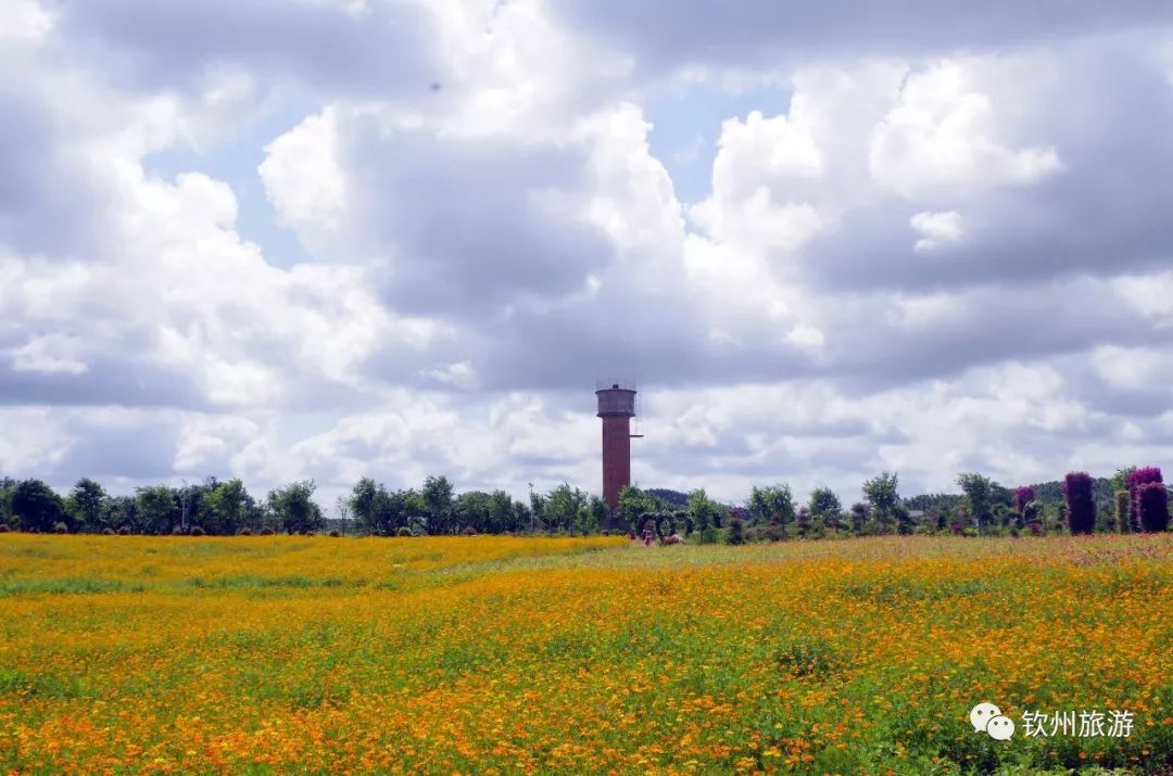 钦州花卉小镇旅游攻略,北部湾花卉小镇最佳观赏时间