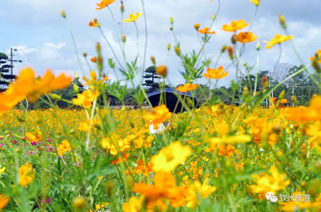 钦州花卉小镇旅游攻略,北部湾花卉小镇最佳观赏时间