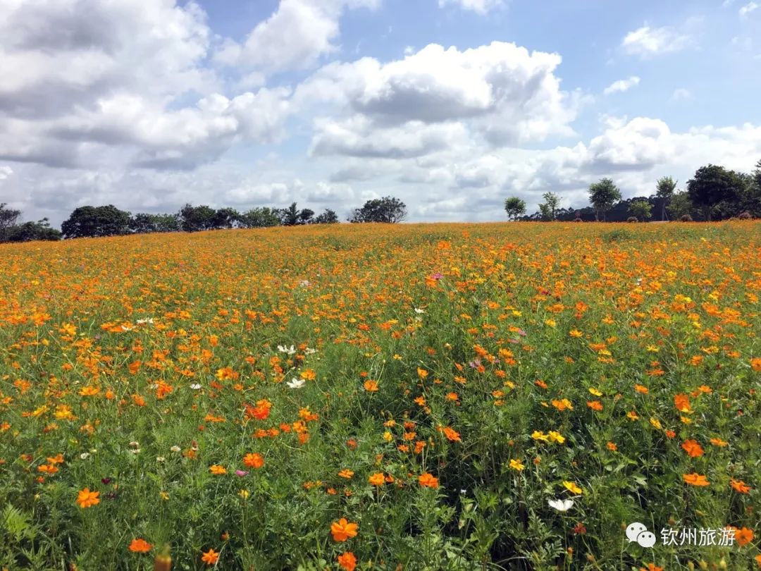 钦州花卉小镇旅游攻略,北部湾花卉小镇最佳观赏时间