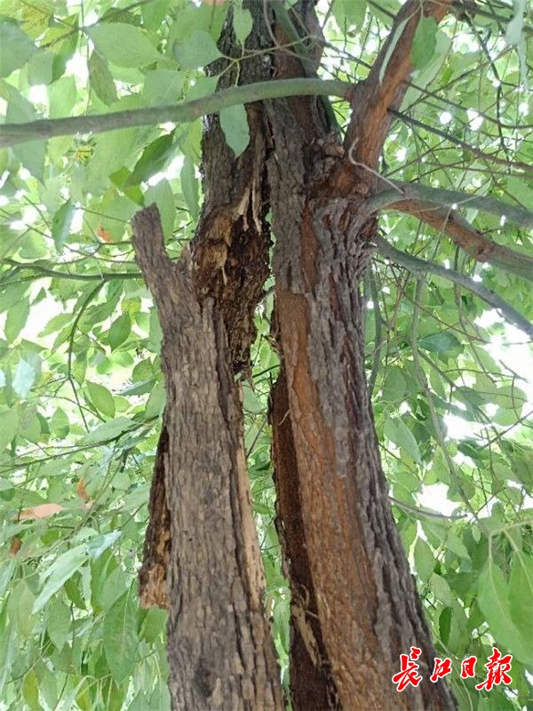 大香樟树树干生虫如何治疗,香樟树生病
