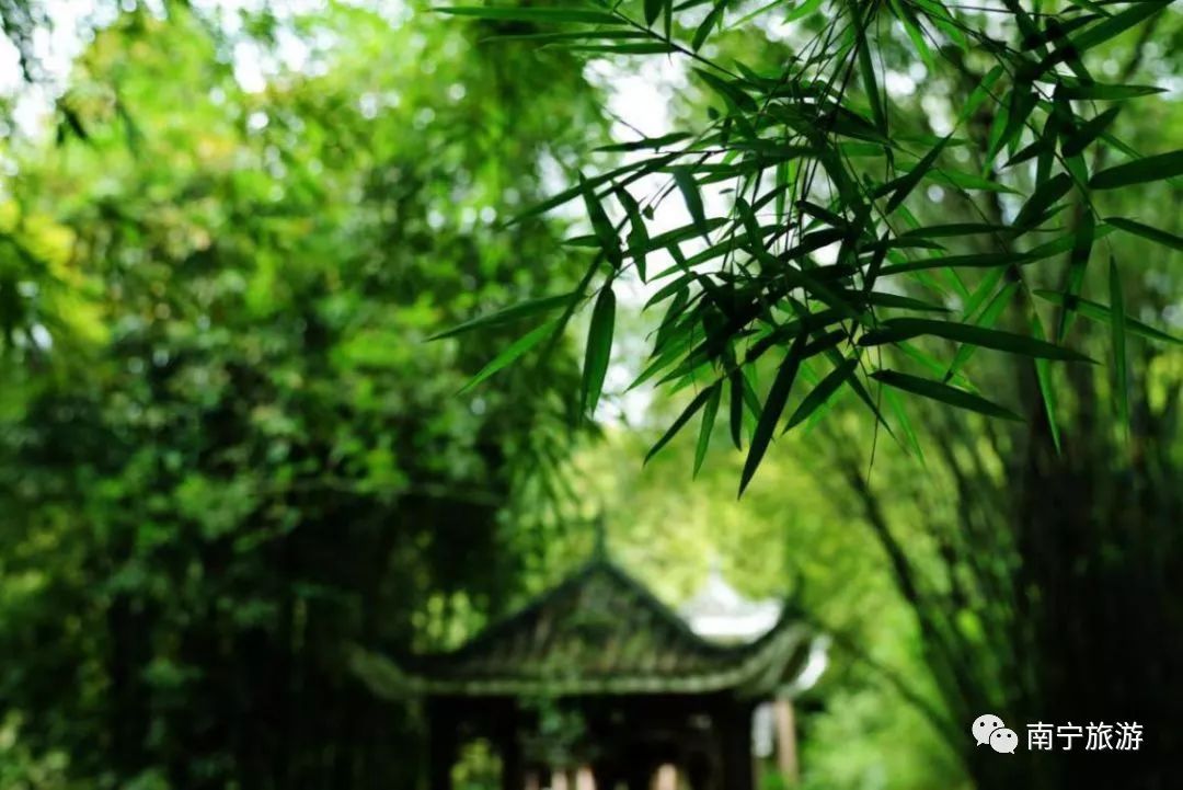 狮山公园春游,南宁狮山公园观竹赏荷