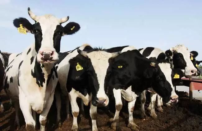 奶牛如何饲养小牛,泌乳牛饲养的5个阶段