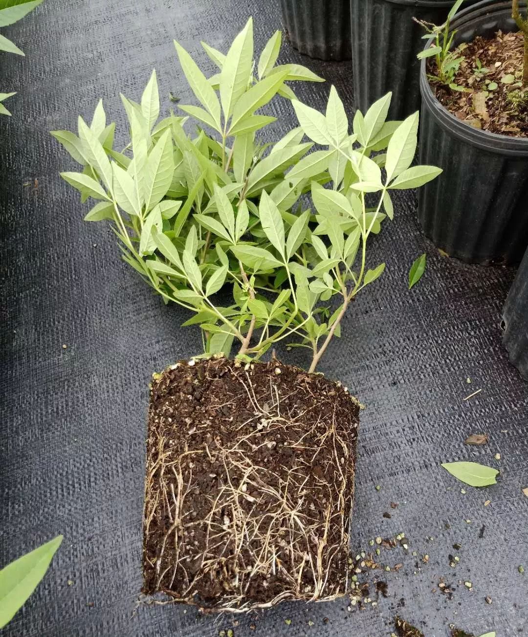 薰衣草怎么养开花图片,薰衣草门廊月季耐热耐寒吗