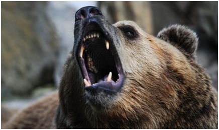 被熊堵了怎么办？咬它舌头