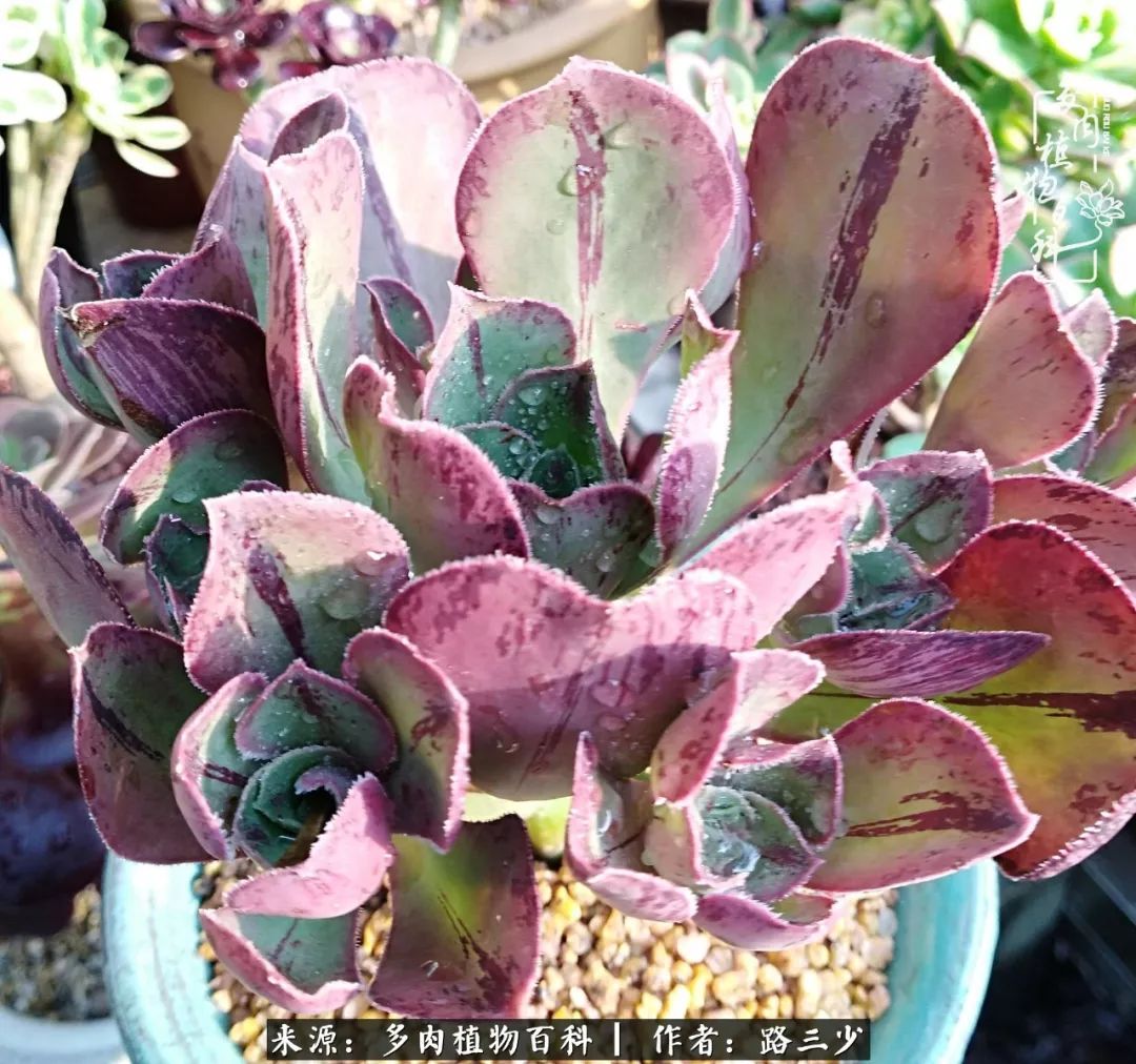 最美法师有哪些,最美法师甄姬