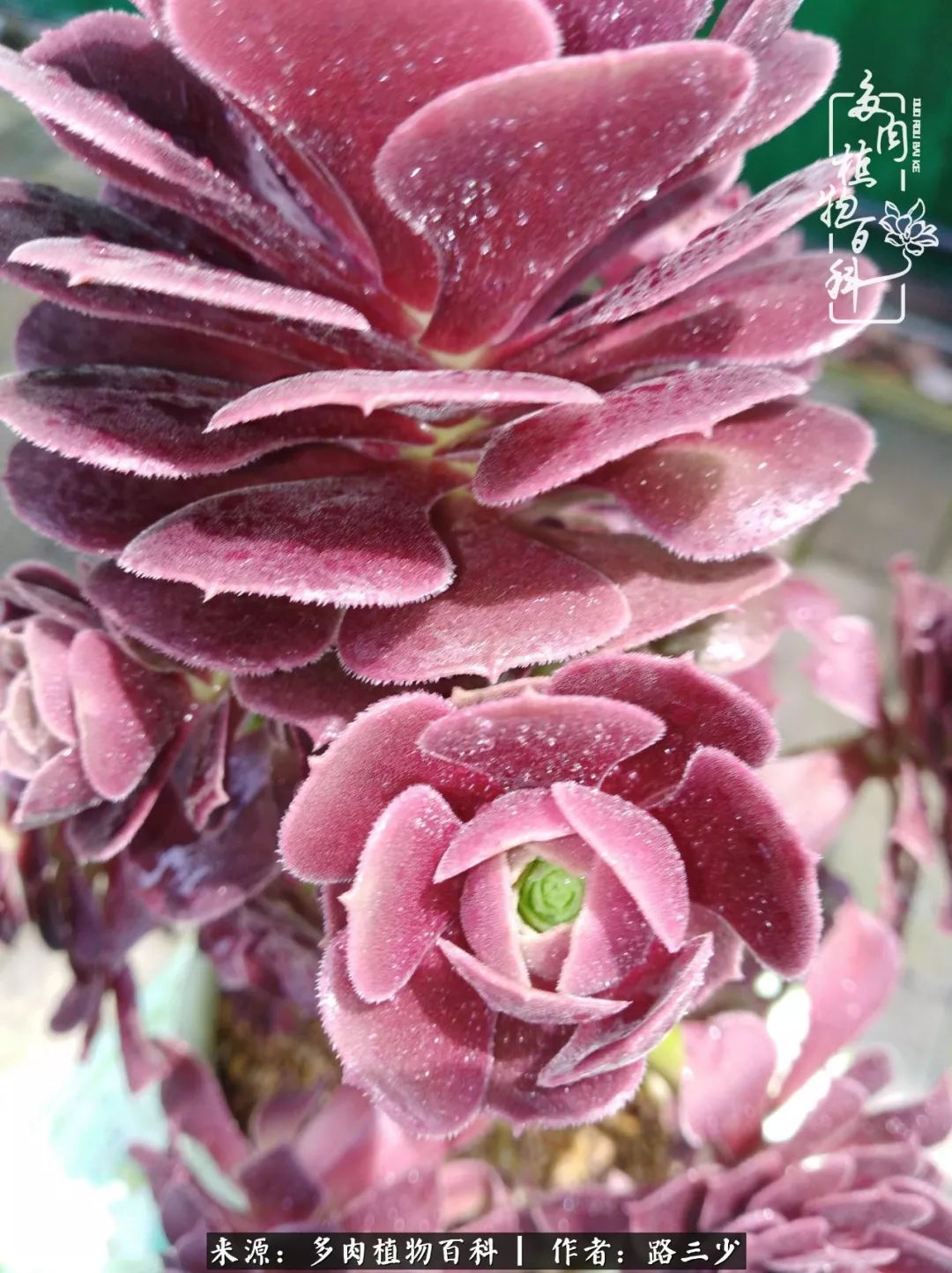 最美法师有哪些,最美法师甄姬