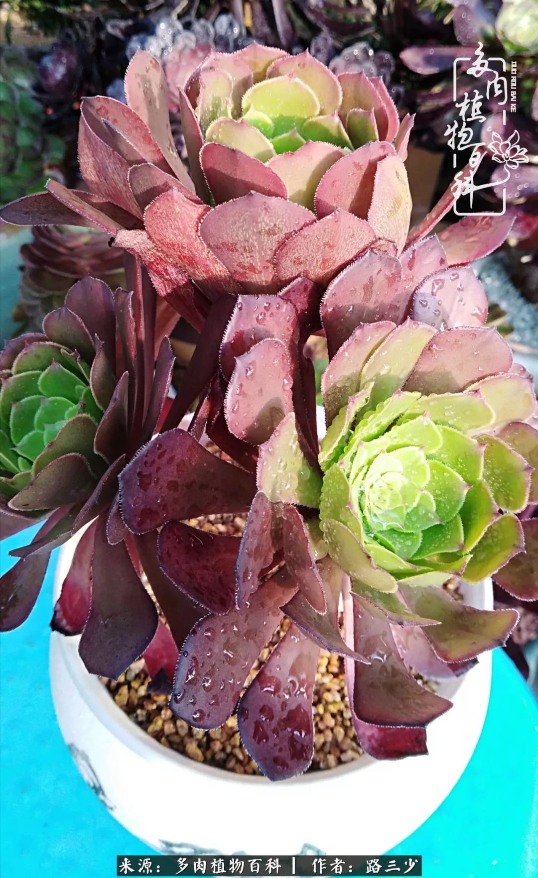 最美法师有哪些,最美法师甄姬